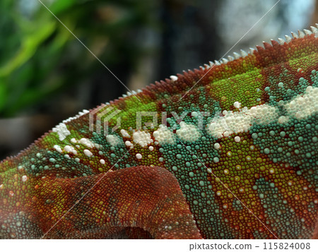 A detailed view of a chameleon in a natural habitat A detailed view of a chameleon in a natural habitat 115824008