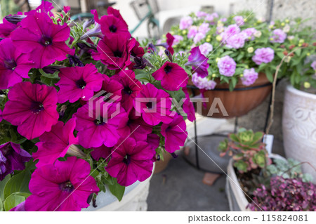 Deep pink sapphinia Deep pink sapphinia 115824081
