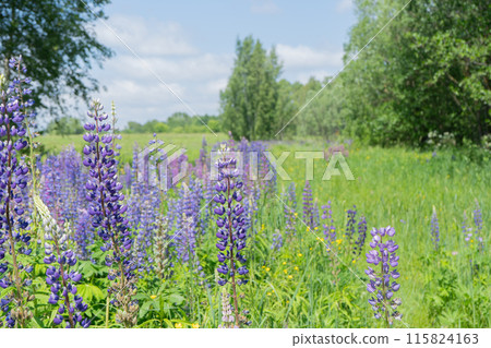 Pink and purple lupines. Beautiful wild lupines flowers. Background with pink and blue flowers. Pink and purple lupines. Beautiful wild lupines flowers. Background with pink and blue flowers. 115824163