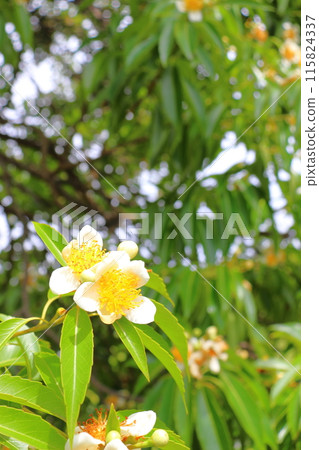 Iju white flower Iju white flower 115824337