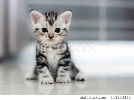 Cute American Shorthair Kitten 115824352