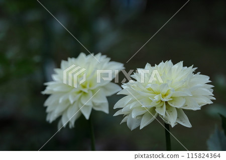 五顏六色的大花 115824364