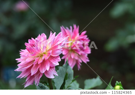 Colorful large flower Colorful large flower 115824365