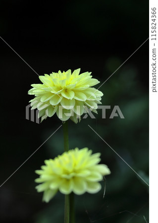 Colorful large flower 115824366