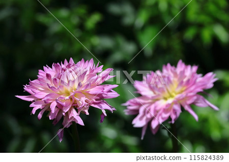 Colorful large flower Colorful large flower 115824389