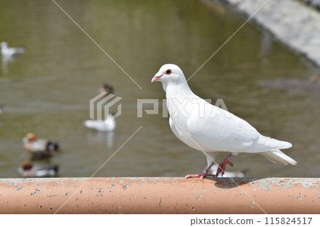 White doves at Tsurugaoka Hachimangu Shrine in Kamakura White doves at Tsurugaoka Hachimangu Shrine in Kamakura 115824517