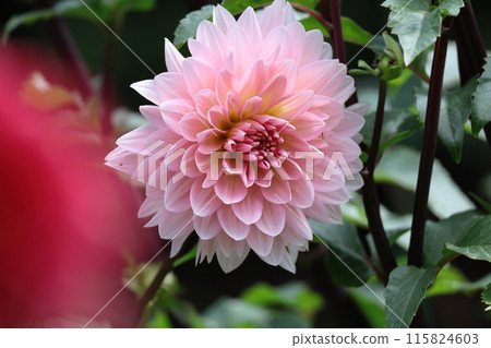 五顏六色的大花 115824603