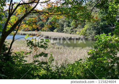 靜岡縣伊東市一碧湖(沼池) 靜岡縣伊東市一碧湖(沼池) 115824604
