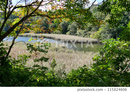 靜岡縣伊東市一碧湖（沼池） 115824606
