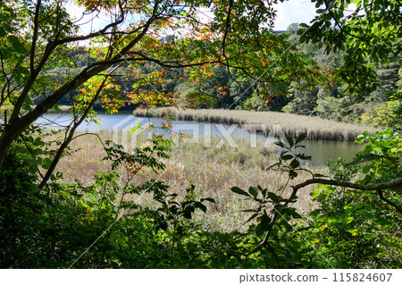 Lake Ippeki (Numaike), Ito City, Shizuoka Prefecture 115824607