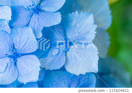 繡球花/雨季形象 115824621