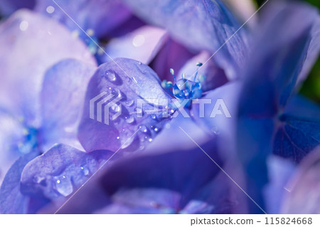 繡球花/雨季形象 115824668