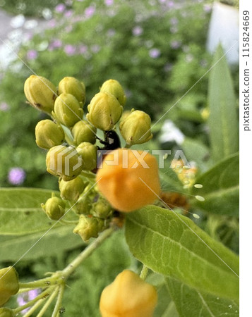鱈魚子的芽 115824669