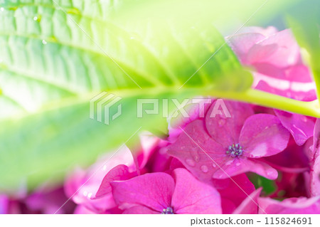 Hydrangea/rainy season image 115824691