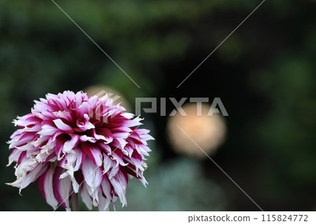 Colorful large flower 115824772