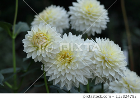 Colorful large flower 115824782