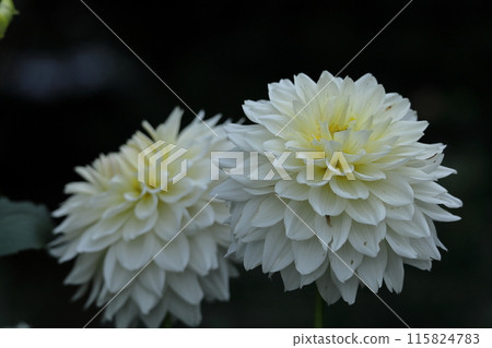 Colorful large flower 115824783