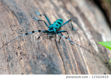 Long-horned beetle on a tree trunk Long-horned beetle on a tree trunk 115824819