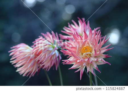 Colorful large flower 115824887
