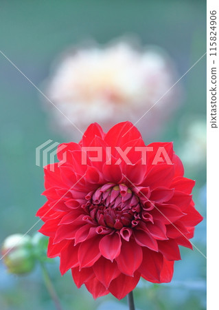 Colorful large flower 115824906