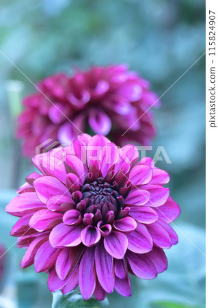 Colorful large flower 115824907