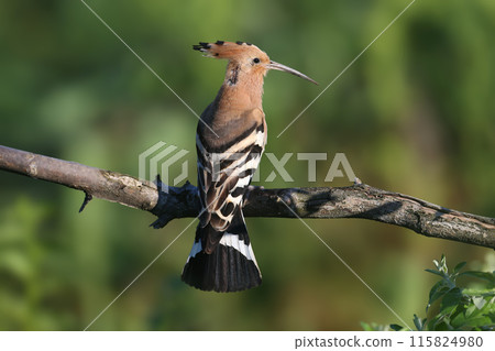 The Eurasian hoopoe (Upupa epops) The Eurasian hoopoe (Upupa epops) 115824980