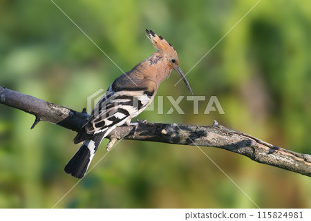 The Eurasian hoopoe (Upupa epops) The Eurasian hoopoe (Upupa epops) 115824981