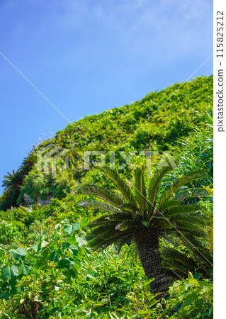 熱帶島嶼上生長的植物和清澈的藍天 115825212