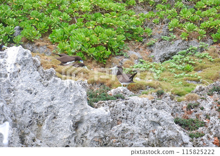 Boobies on the South Island 115825222