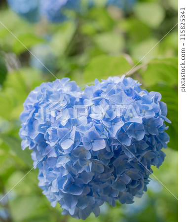 hydrangea hydrangea 115825341