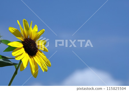 太陽之花 115825504