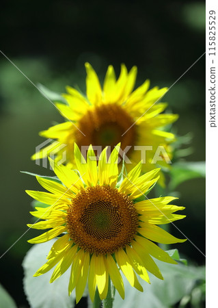 Flower of the sun 115825529
