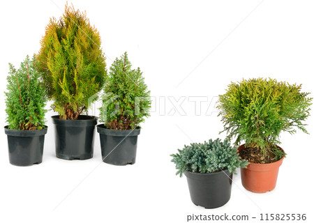 Little thuja,cypress and juniper in flower pots isolated on white. Collage. Free space for text. Little thuja,cypress and juniper in flower pots isolated on white. Collage. Free space for text. 115825536