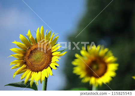 太陽之花 115825543