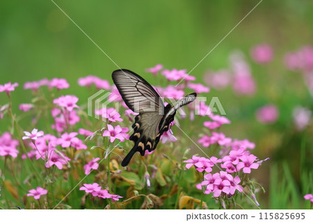 燕尾蝴蝶從粉紅色的花朵中吸取花蜜 115825695