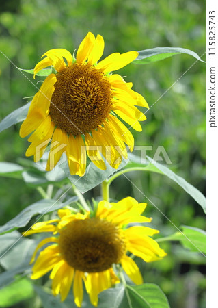 太陽之花 太陽之花 115825743