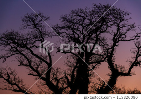 靜岡縣掛川市本鄉天龍濱名湖鐵道沿線風景 115826080
