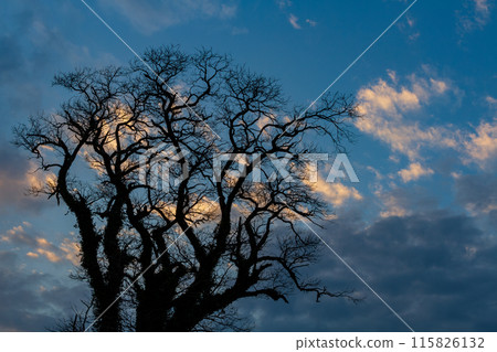 靜岡縣掛川市本鄉天龍濱名湖鐵道沿線風景 靜岡縣掛川市本鄉天龍濱名湖鐵道沿線風景 115826132