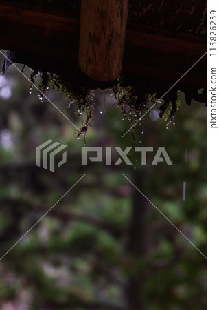 靜岡縣週知郡森町一宮小國神社境內風景 靜岡縣週知郡森町一宮小國神社境內風景 115826239
