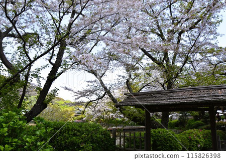 Kamakura Tsurugaoka Hachimangu Shrine Peony Garden 115826398