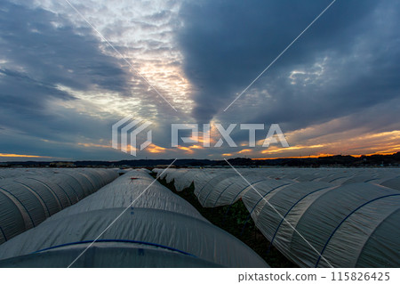 A view of a vinyl greenhouse in Iida, Morimachi, Shuchi District, Shizuoka Prefecture A view of a vinyl greenhouse in Iida, Morimachi, Shuchi District, Shizuoka Prefecture 115826425