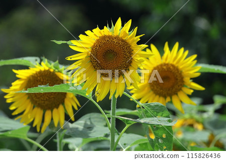 Flower of the sun 115826436