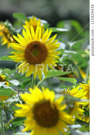 Flower of the sun 115826438