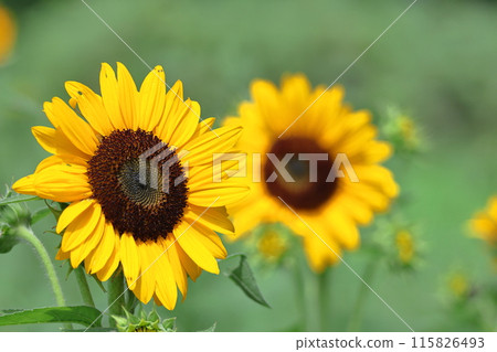 太陽之花 115826493