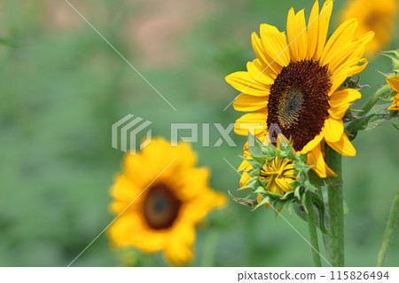 太陽之花 太陽之花 115826494
