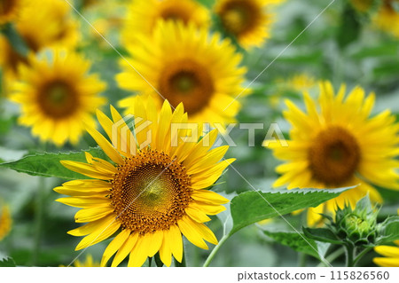 太陽之花 115826560