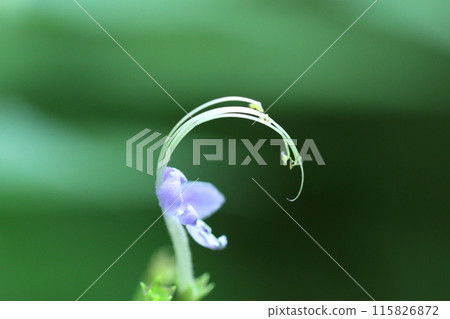 一朵像飛雁的花 一朵像飛雁的花 115826872