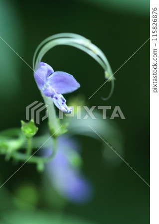 A flower that resembles a flying goose A flower that resembles a flying goose 115826876