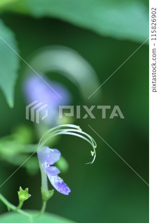 A flower that resembles a flying goose 115826902