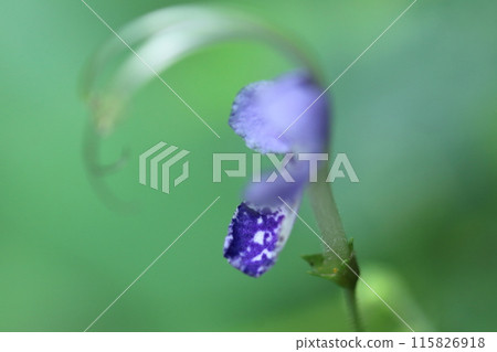 一朵像飛雁的花 115826918